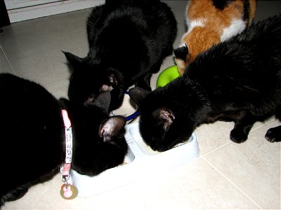Desayuno para 4 gatos