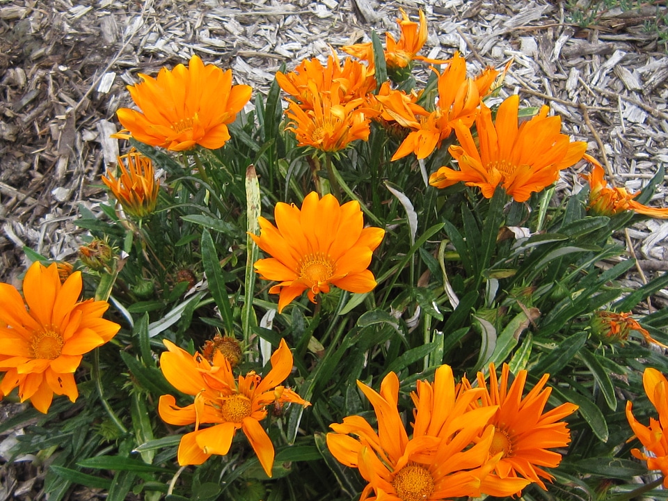 flower_orange_1