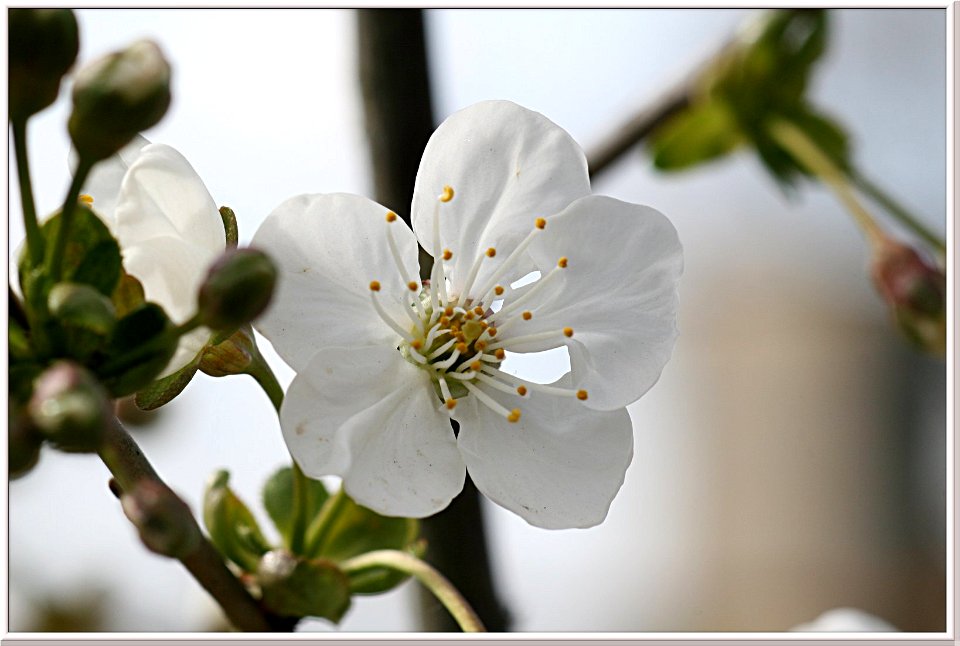 Kirschblüte