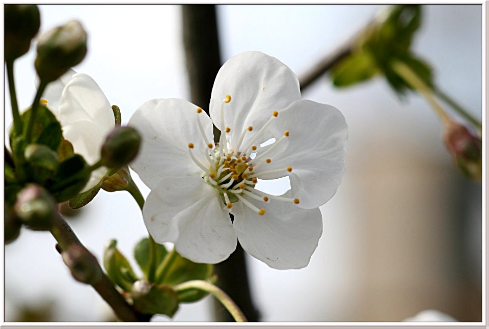 Kirschblüte photo