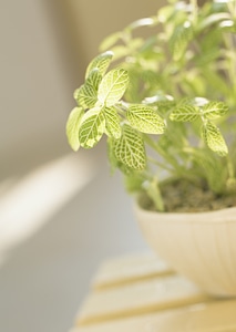Mosaic plant (Fittonia verschaffeltii) in pot
