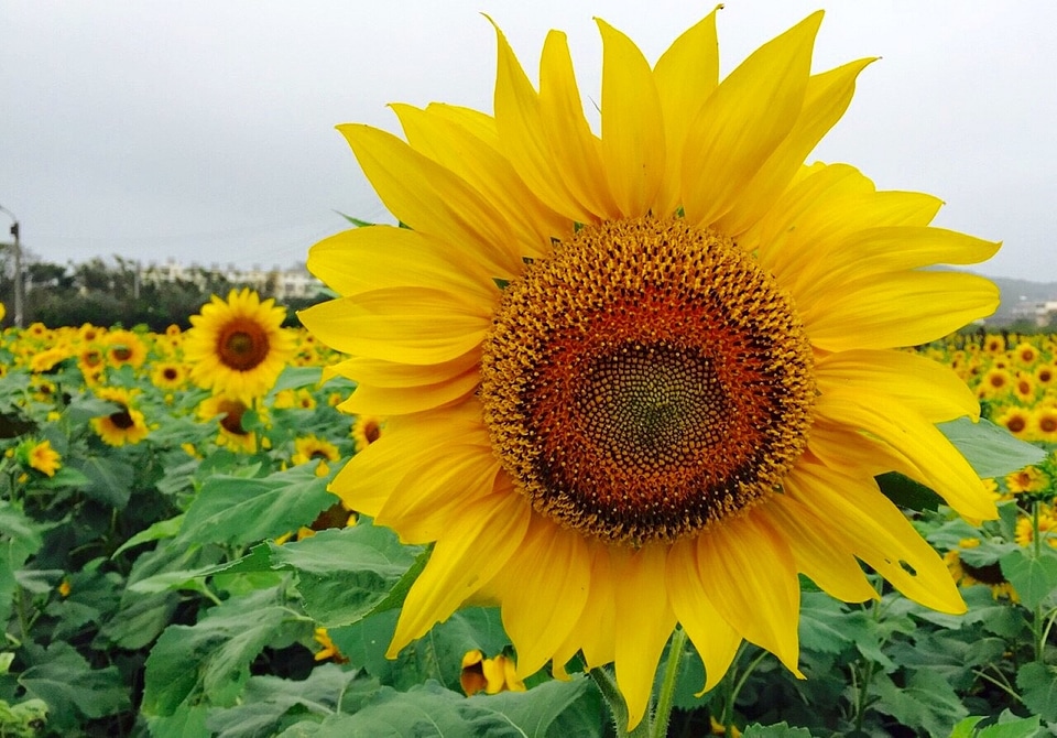 Close-up of sun flower