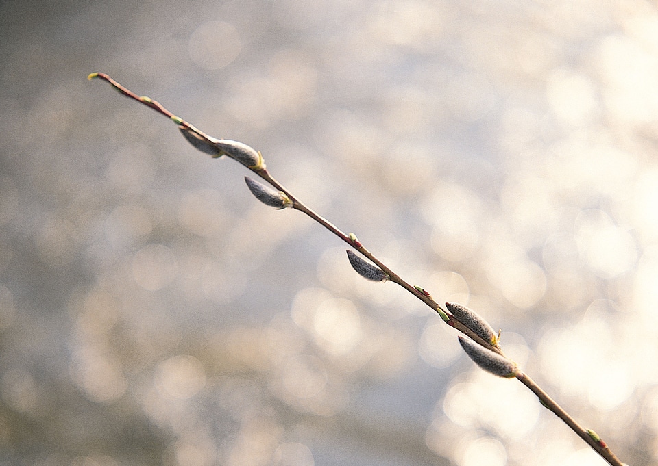 Pussywillows branch
