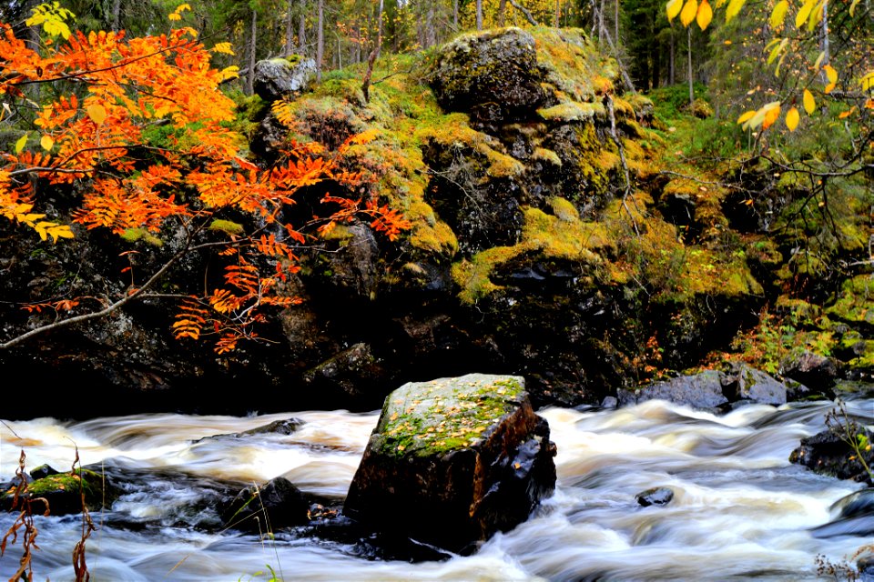 Taivalköngäs, Sorbus
