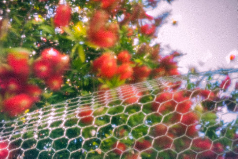 Beer can DIY pinhole cap on DSLR