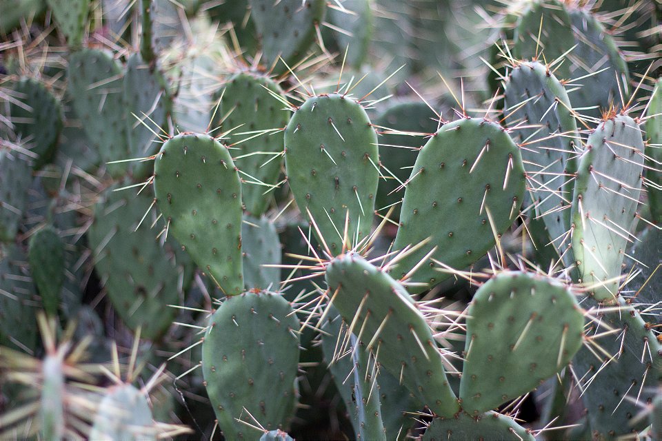prickly-pear-cactus
