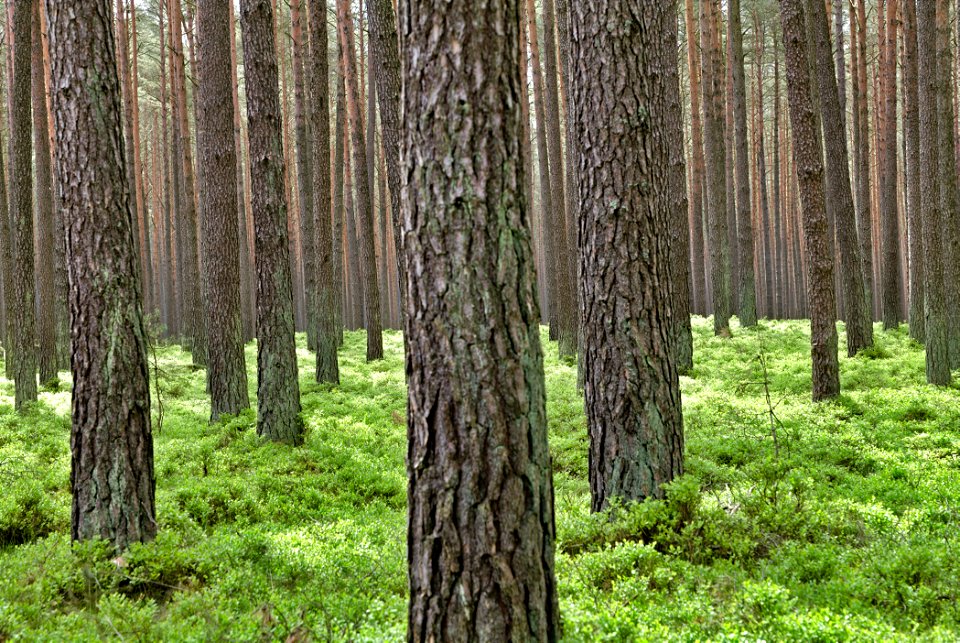 NSG Kleine Schorfheide 04