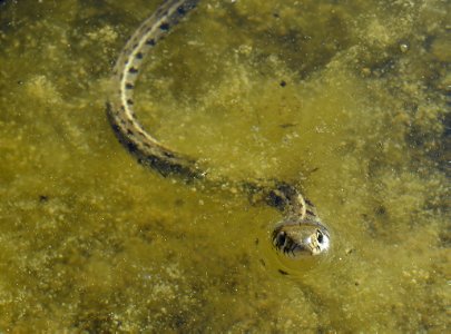 Grass snake (Natrix natrix ssp. persa) photo