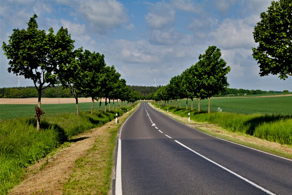 Allee NP Uckermärkische Seen 16