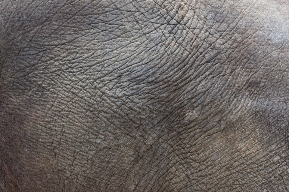 Elephant Skin Texture
