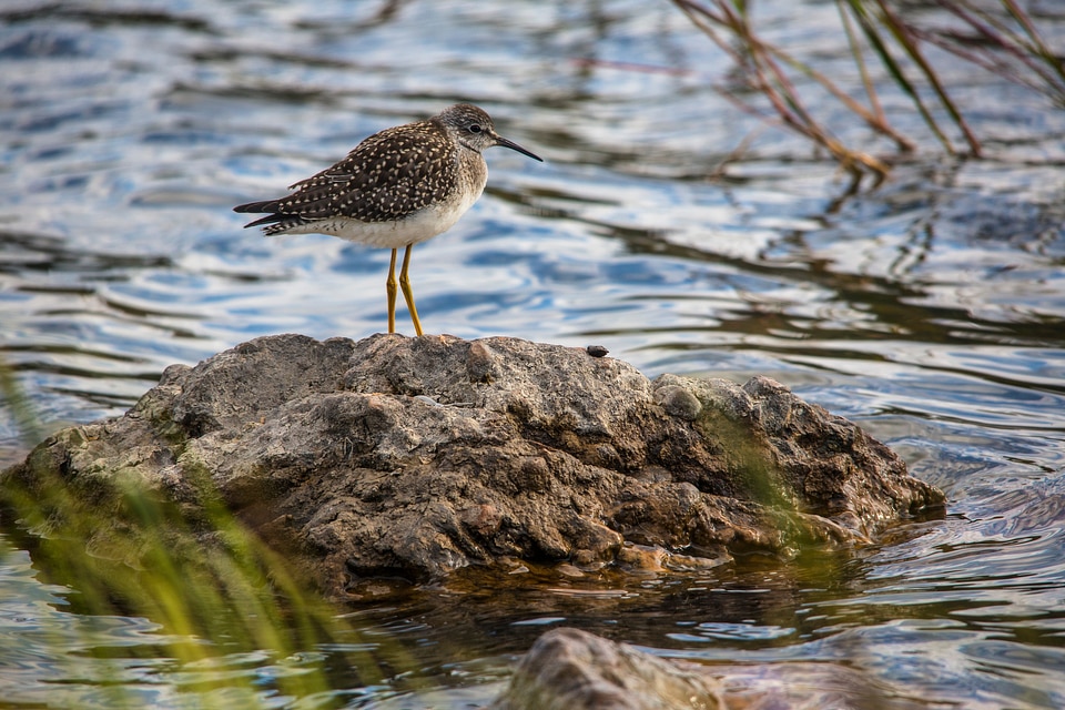 Lesser Yellowlegs - Tringa flavipes
