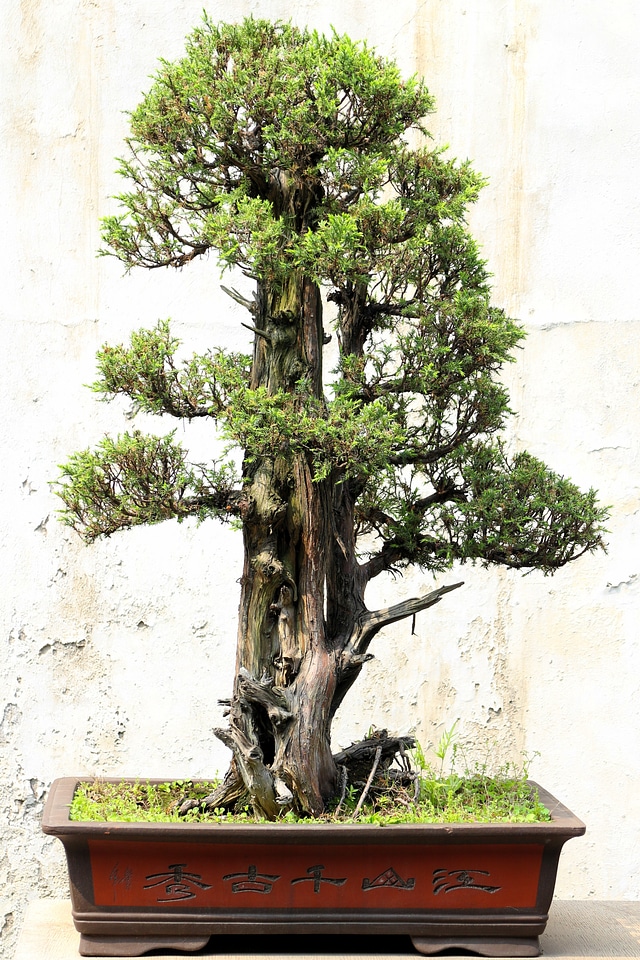 Japan relaxation miniature