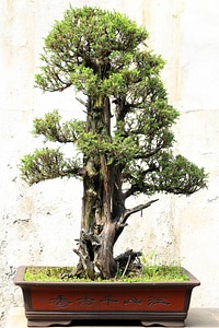 Japan relaxation miniature
