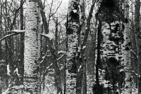 Birch in Black and White