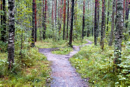Русский лес photo