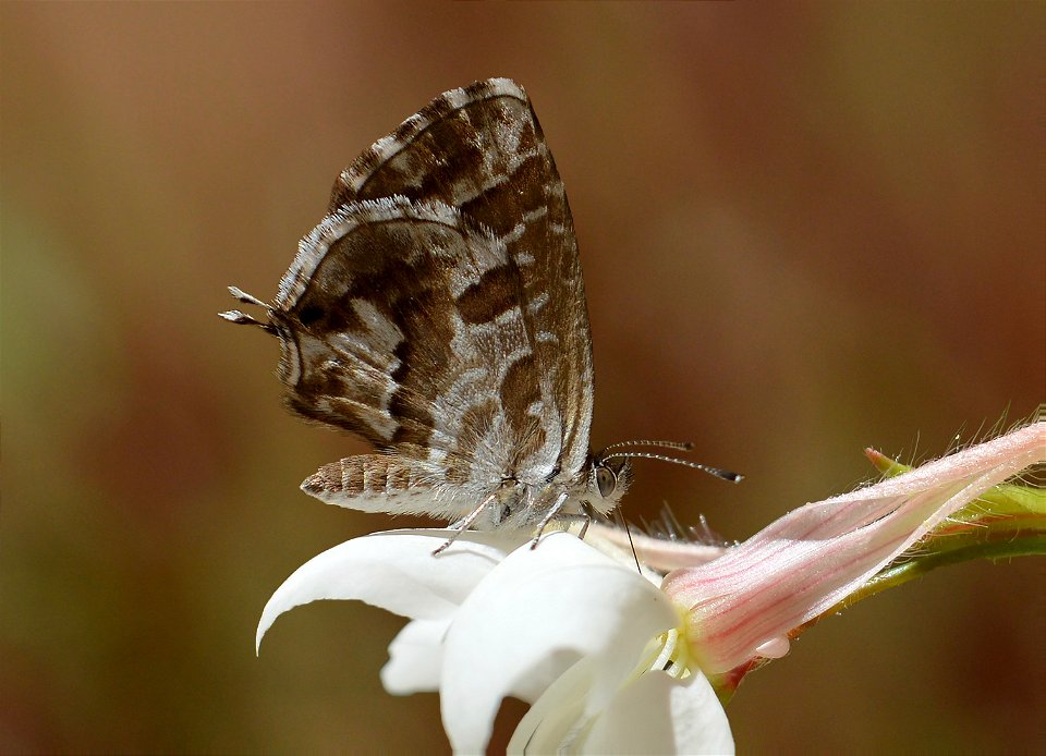 Common Geranium-Bronze