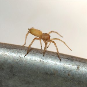 Northern Yellow Sac Spider photo