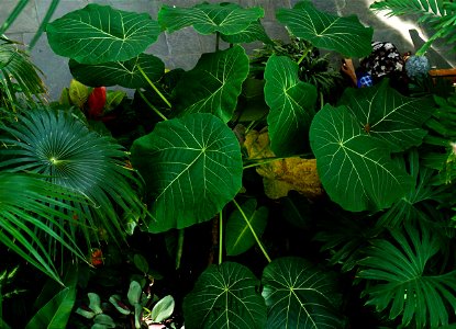 U.S. Botanic Garden