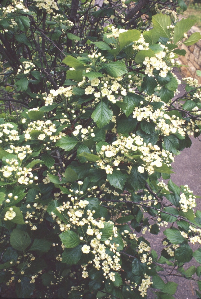 Fleshy Hawthorn wildflower