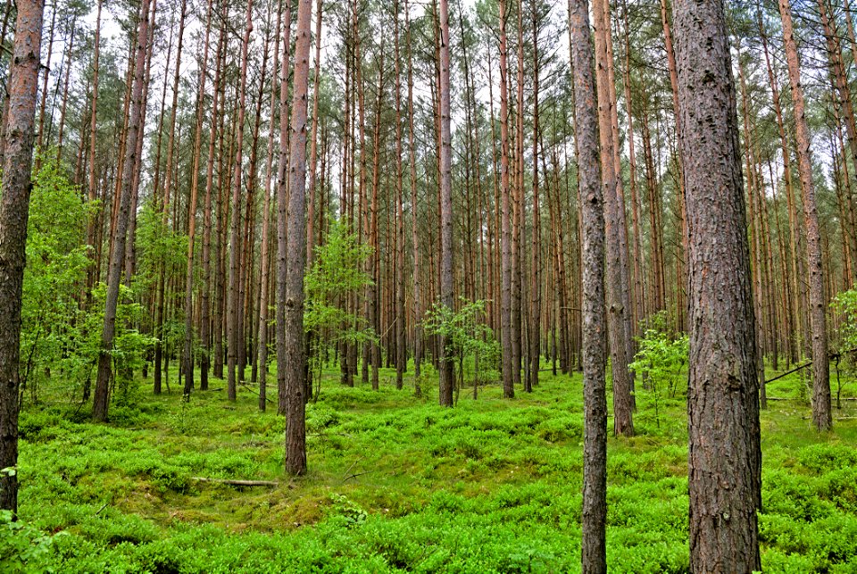 LSG Fürstenberger Wald- und Seengebiet 07
