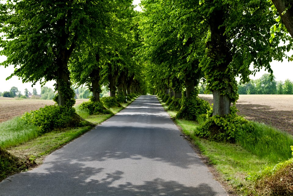 Allee NP Uckermärkische Seen 05