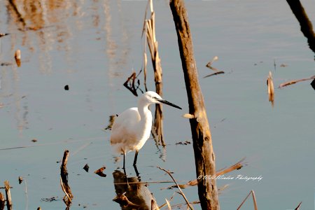 little egret stalking