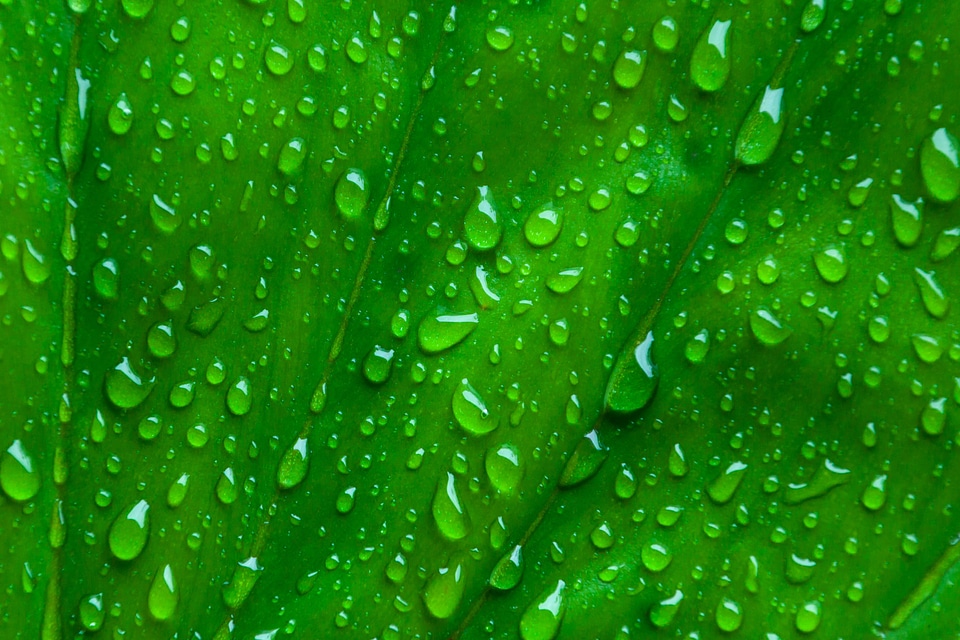 Drops On Green Leaf