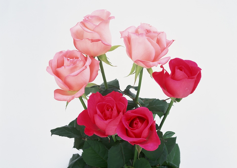 bouquet of yellow roses in basket on white background