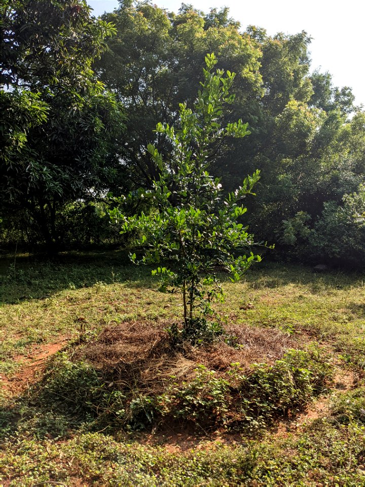 A carefully mulched tree