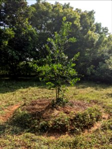 A carefully mulched tree