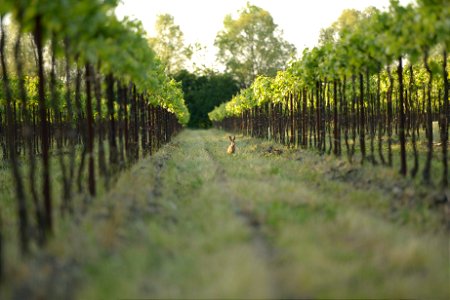 Animali, biodiversità, nella Tenuta Civranetta | Lorenzo Fidora azienda agricola