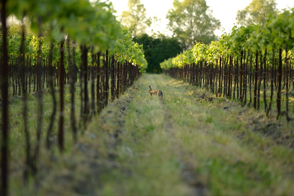 Animali, biodiversità, nella Tenuta Civranetta | Lorenzo Fidora azienda agricola