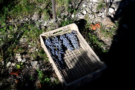 I vigneti della Valpolicella | Lorenzo Fidora