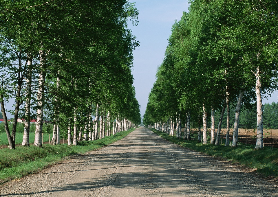 Tree lined country road