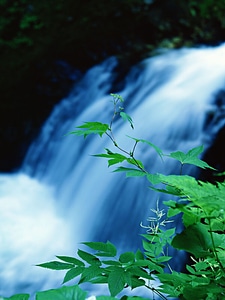 Forest waterfall photo