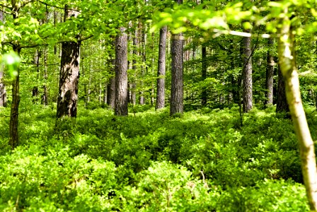 LSG Norduckermärkische Seenlandschaft 04 photo