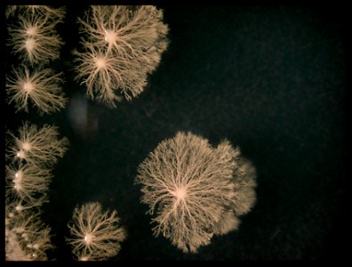 fungal colonies. colonies a little smaller than a dime. Taken when I worked @ Microbia in Cambridge, MA photo
