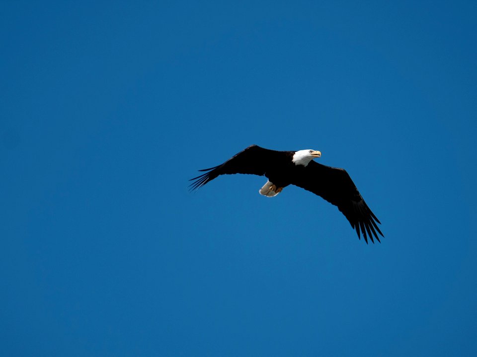 Bald Eagle