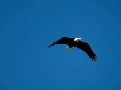 Bald Eagle