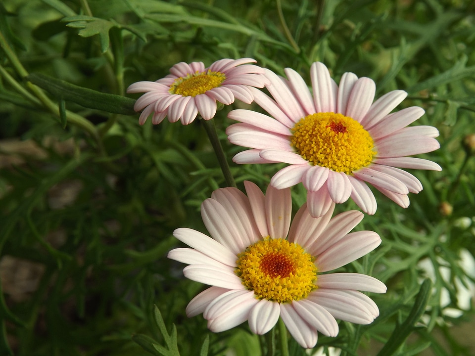 Plant natural blossom
