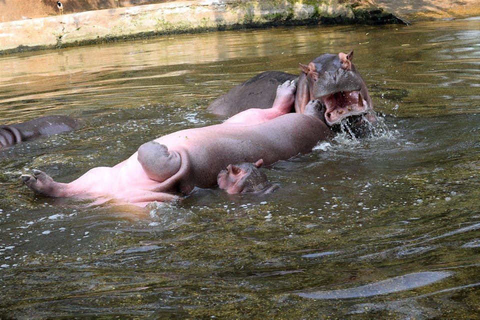 Hippopotamus amphibius