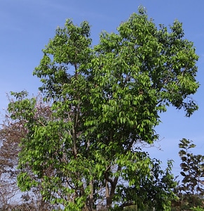 Blackberry tree india tree photo