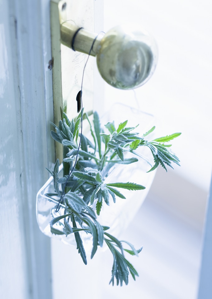 Door decorated with reen leaves glass pot