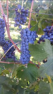 L'uva della Valpolicella | Lorenzo Fidora