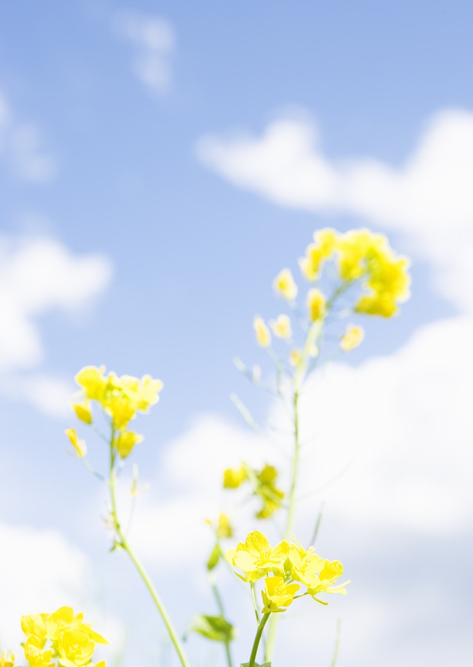 Rape seed flowers in field with blue sky and clouds