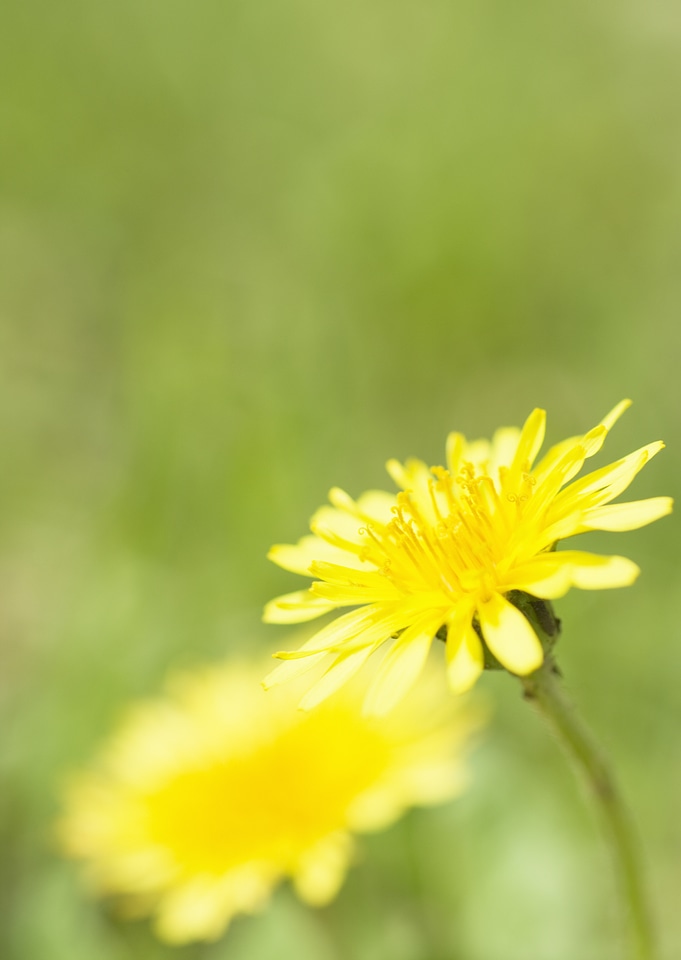 Sideview of a yellow daisy with a green grass background