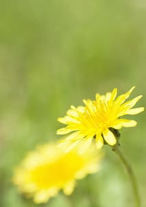Sideview of a yellow daisy with a green grass background photo