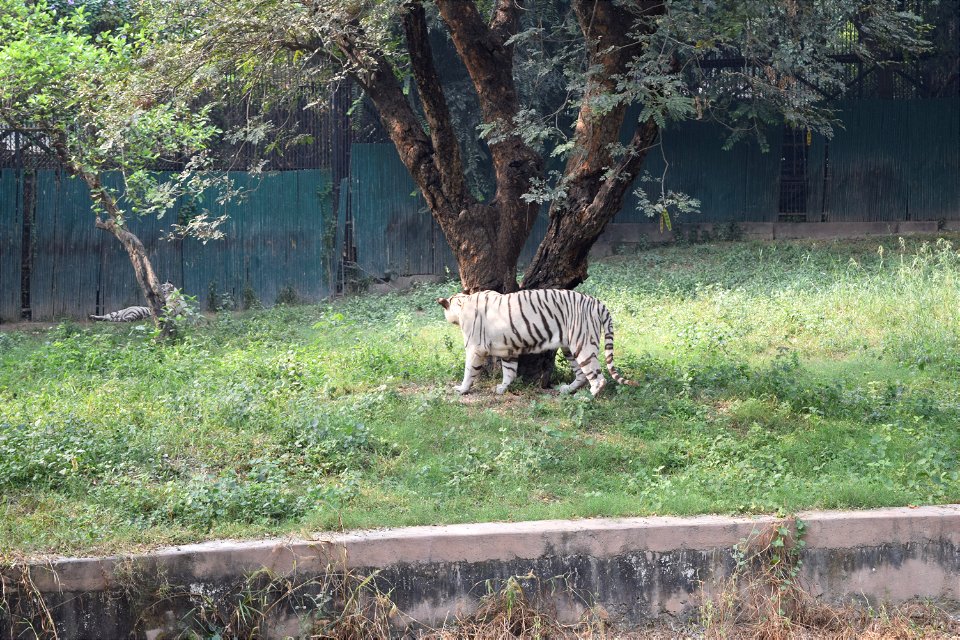 Panthera tigris