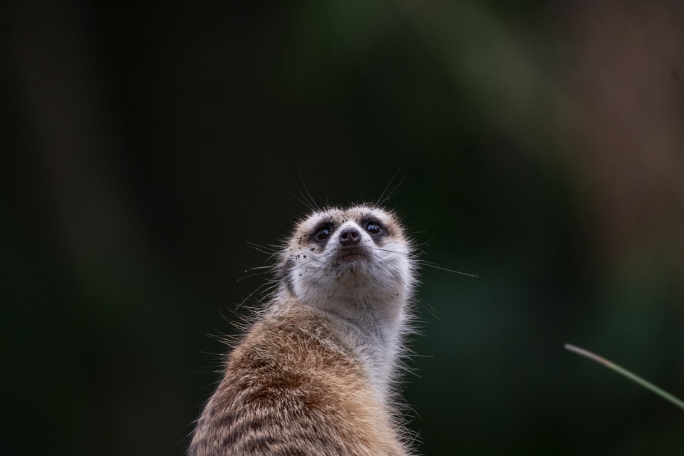 Slender-Tailed Meerkats