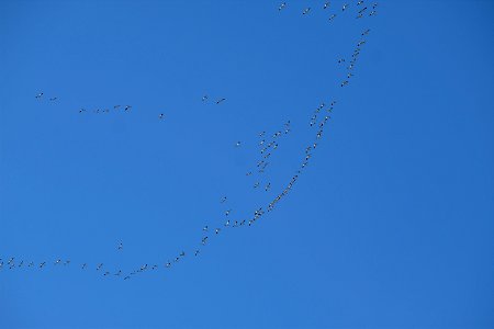 Yolo Bypass Wildlife Area - Snow Geese